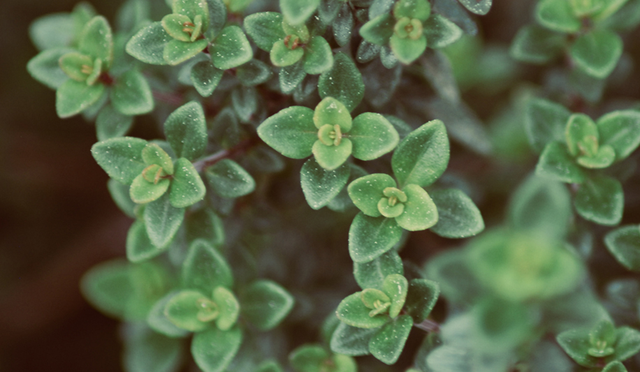 Thymox is made with the active ingredient thymol, from thyme plant