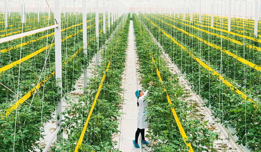 Women cleaning a greenhouse with Thymox botanical disinfectant